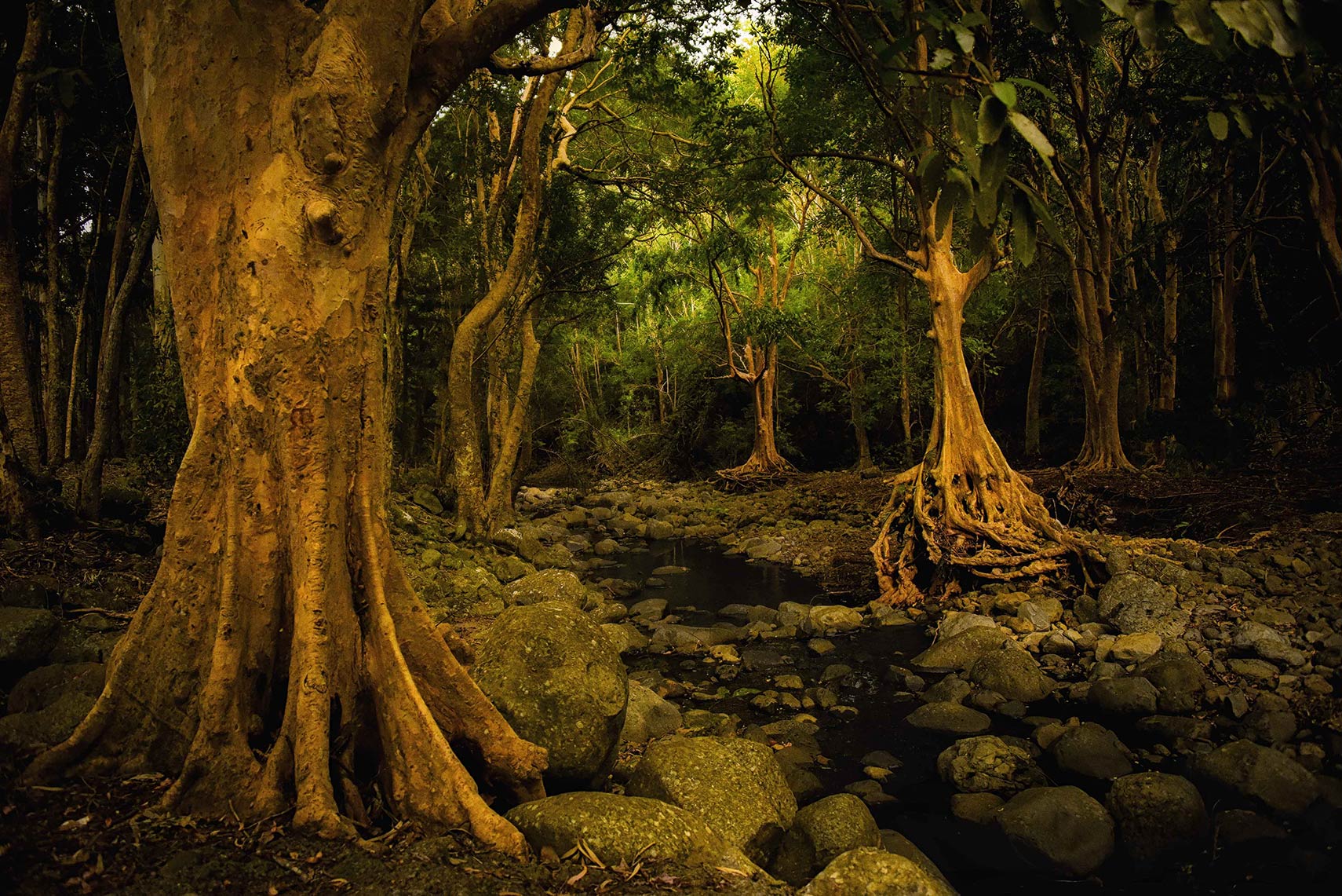 Black River National Park, Mauritius