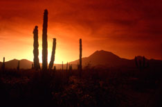 mexican desert