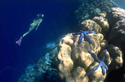 Pohnpei Reefs