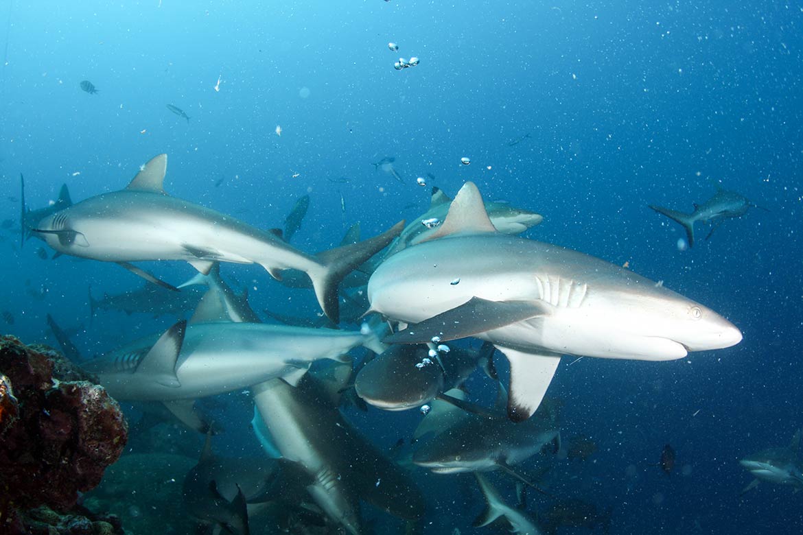 Feeding of Grey reef sharks near Yap, FSM