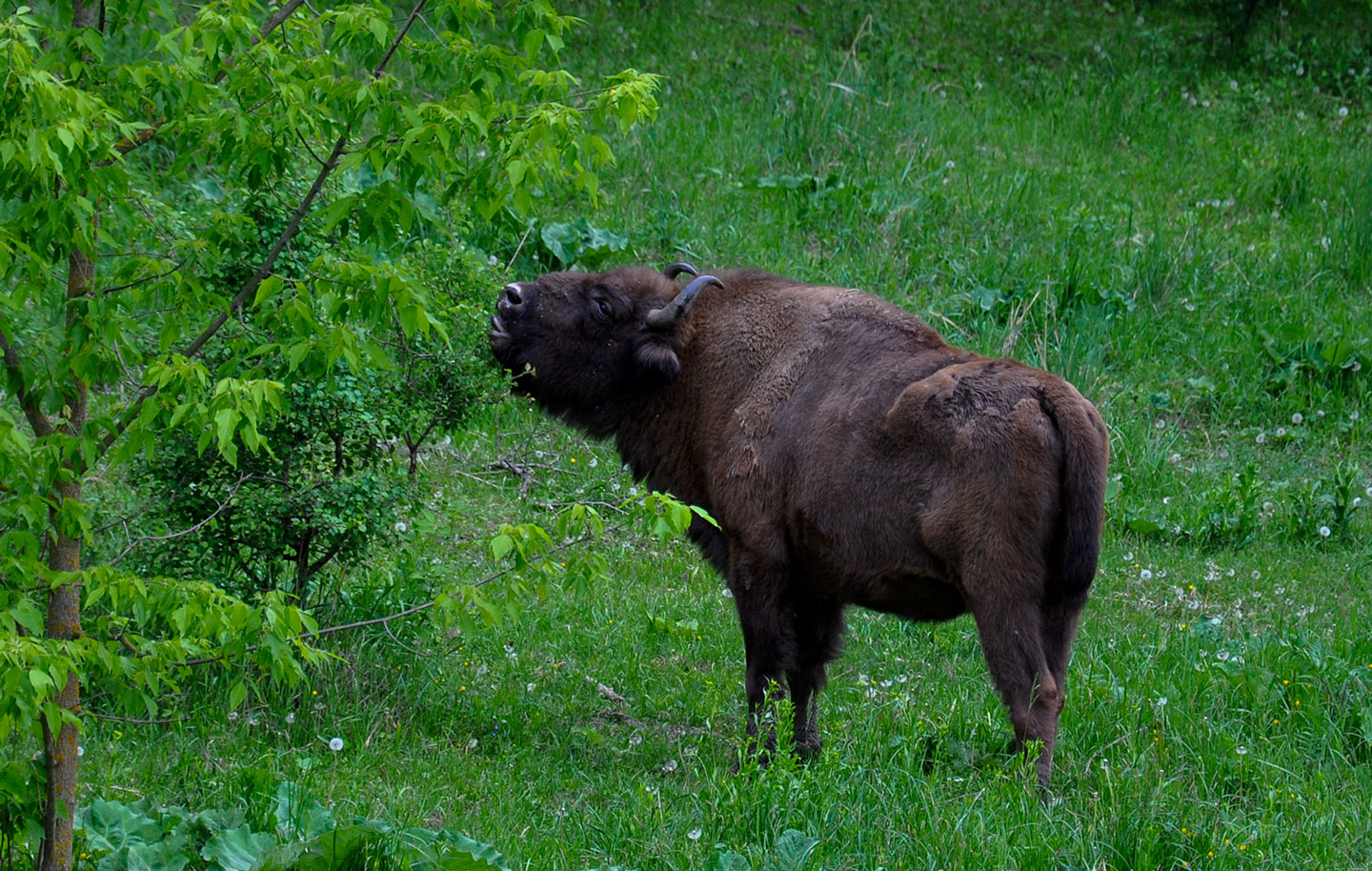 Pădurea Domnească nature reserve