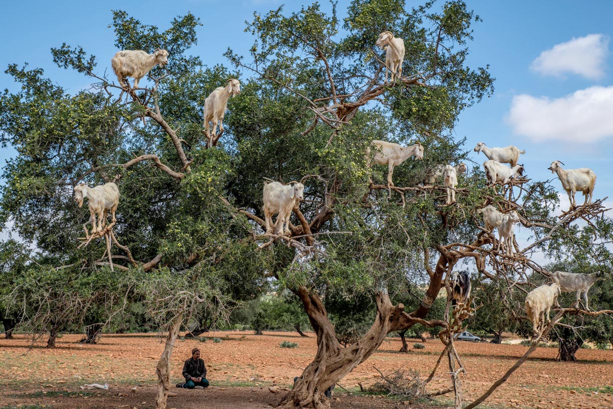 Many goats on an argan tree in Morocco