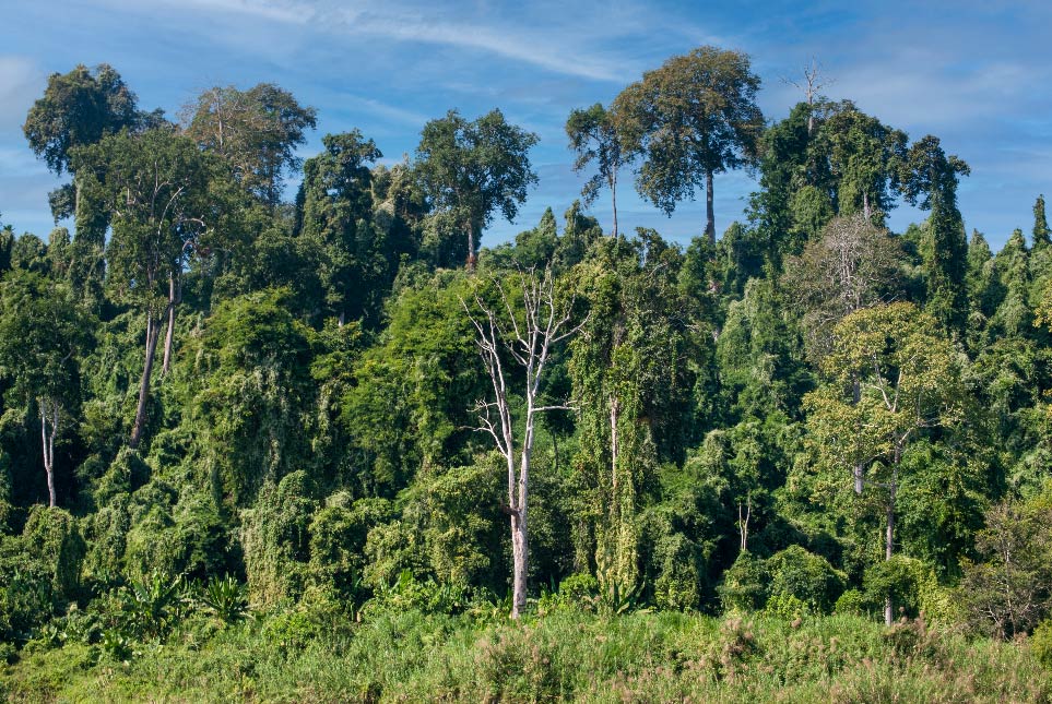 The ancient jungle trees are threatened throughout Myanmar by deforestation and slash and burn