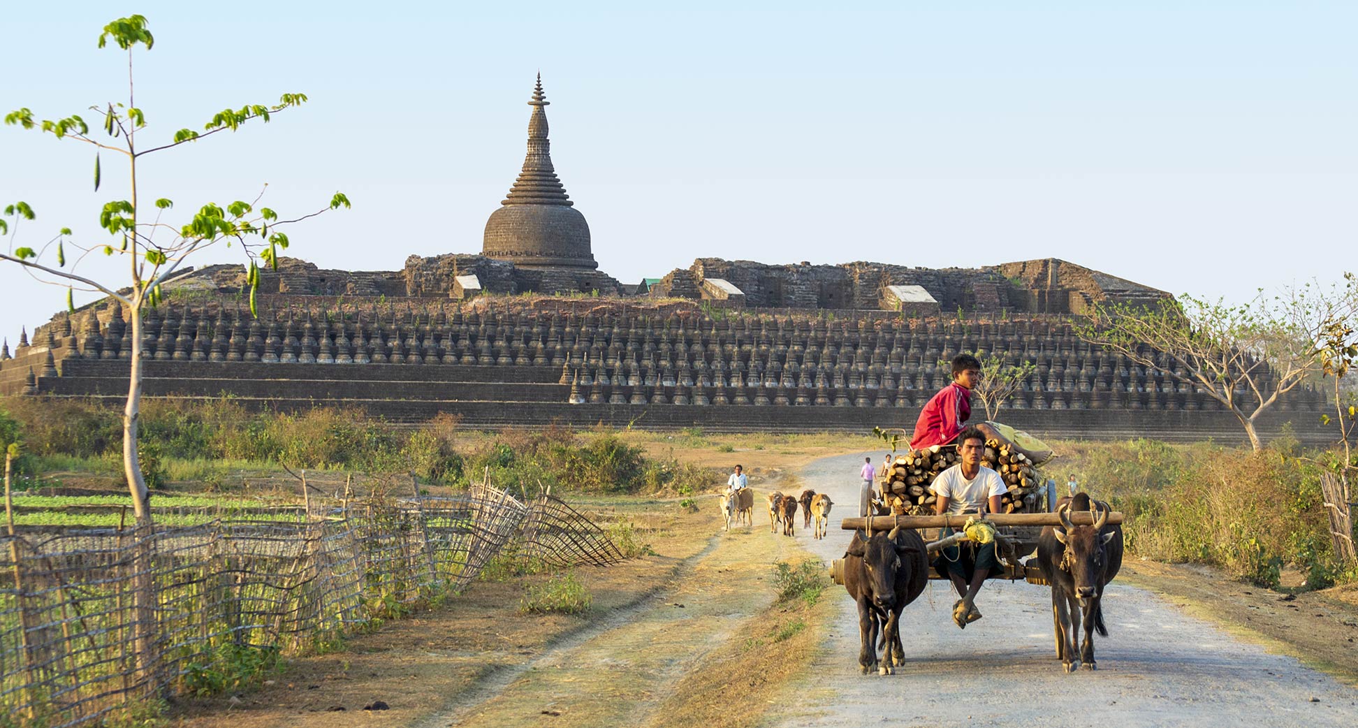 Oxcart at Koe-Thaung temple in rural Rakhine State