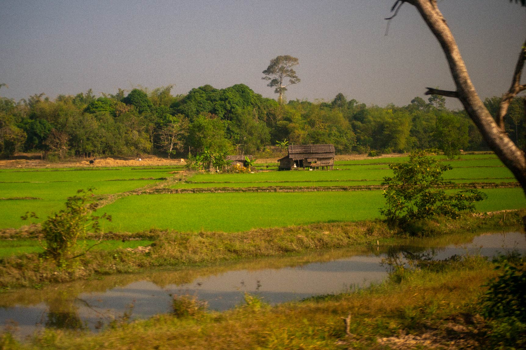 Paddy field in Ayeyarwady region