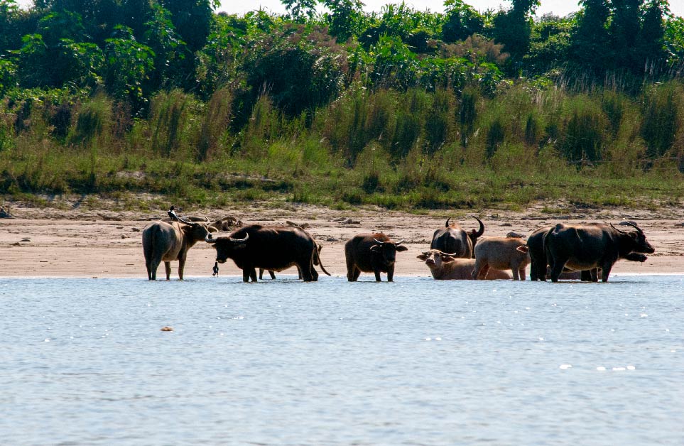 Water buffaloes cool off in the Irrawaddy River