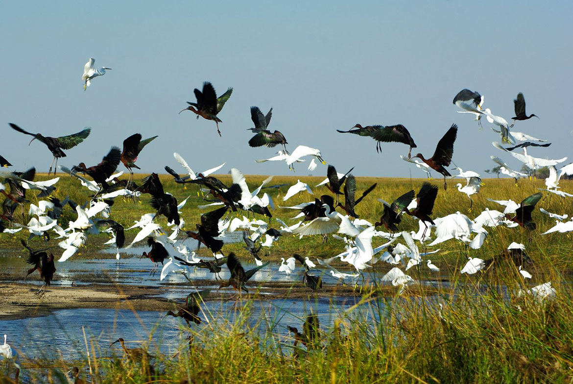 White and black Birds, Caprivi Strip, Namibia