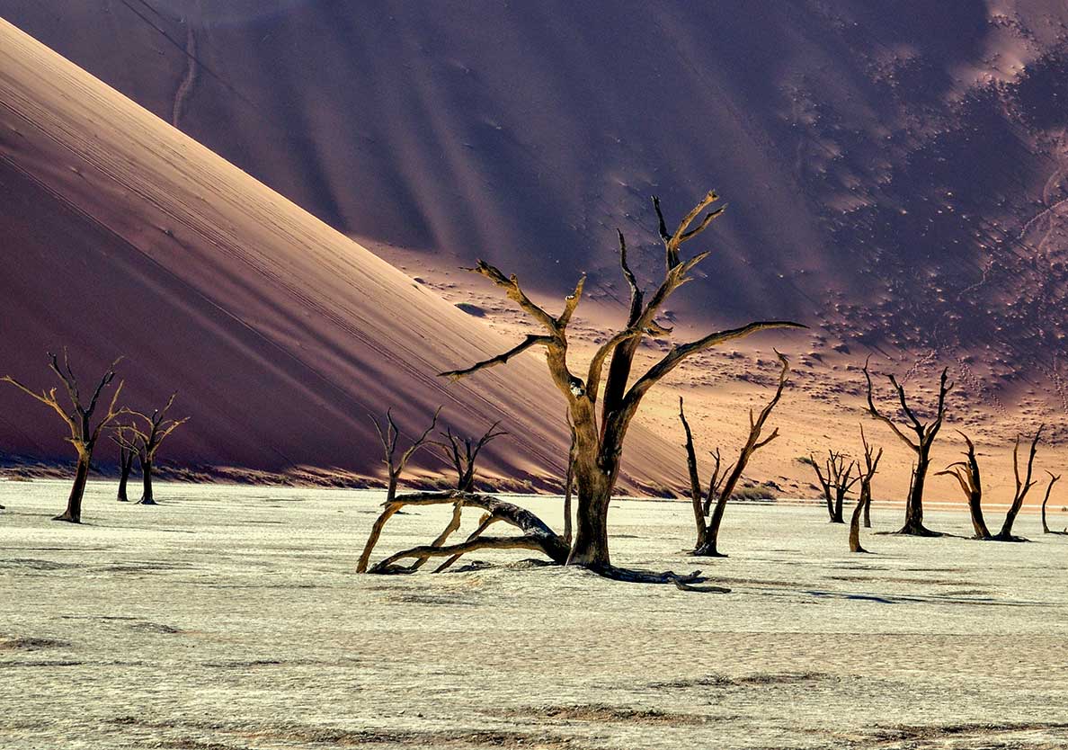 Dead trees in Deadvlei, a clay pan near the salt pan of Sossusvlei.