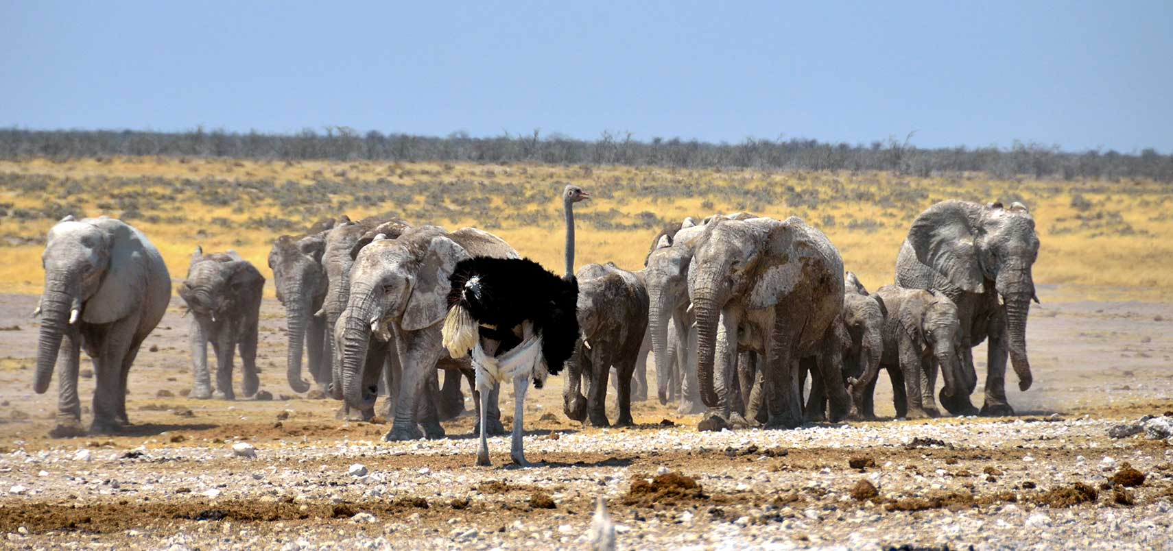 tourism board namibia