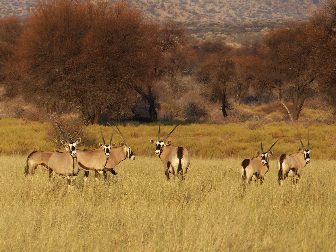 Oryx in Namib Rand Reserve