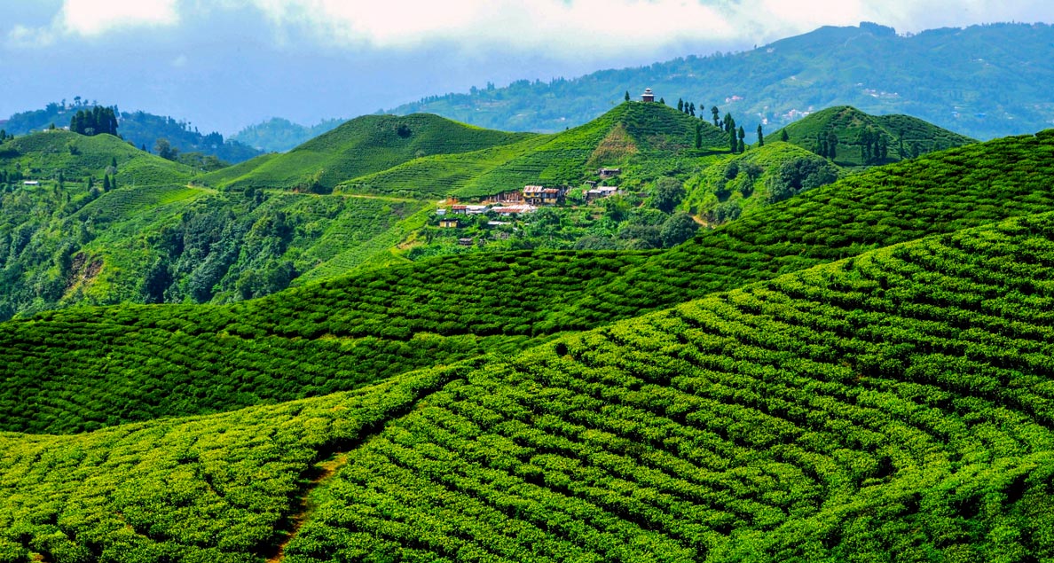 Tea gardens in Ilam, Nepal