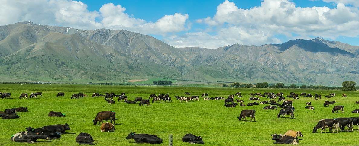 Benmore Range with a herd of cows, South Island, NZ