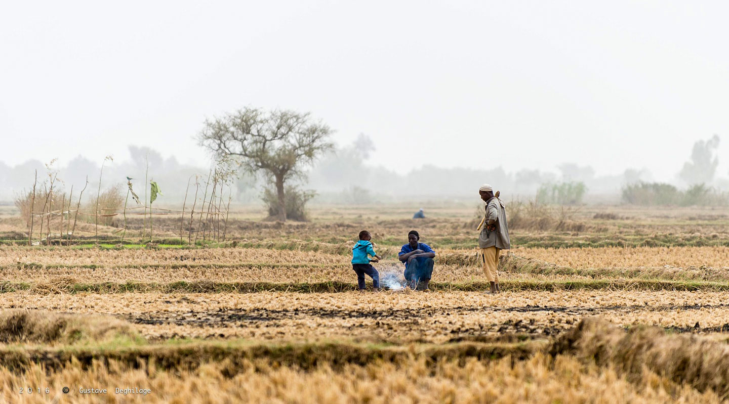 Rice fields near Niamey, Niger