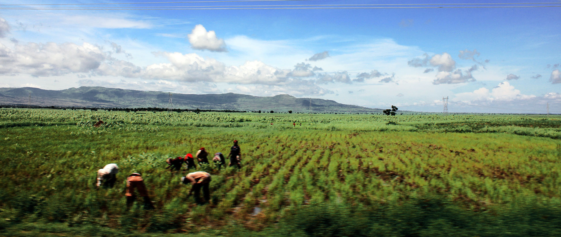 Farming in northern Nigeria