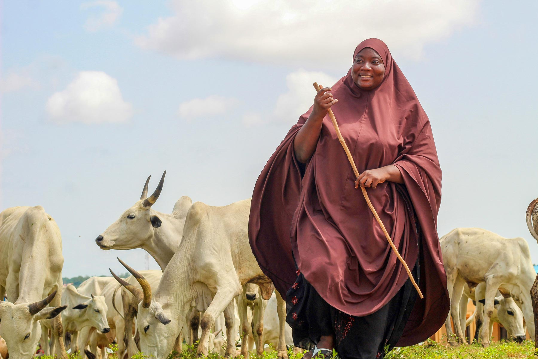 A herd of White Fulani cattle in Lafia, Nigeria