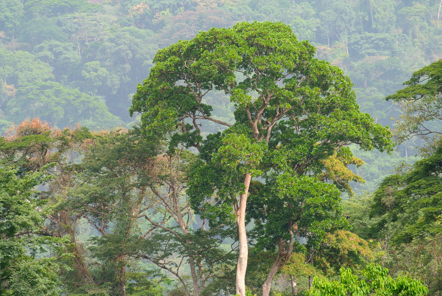 Cross River National Park Rainforest in Nigeria.