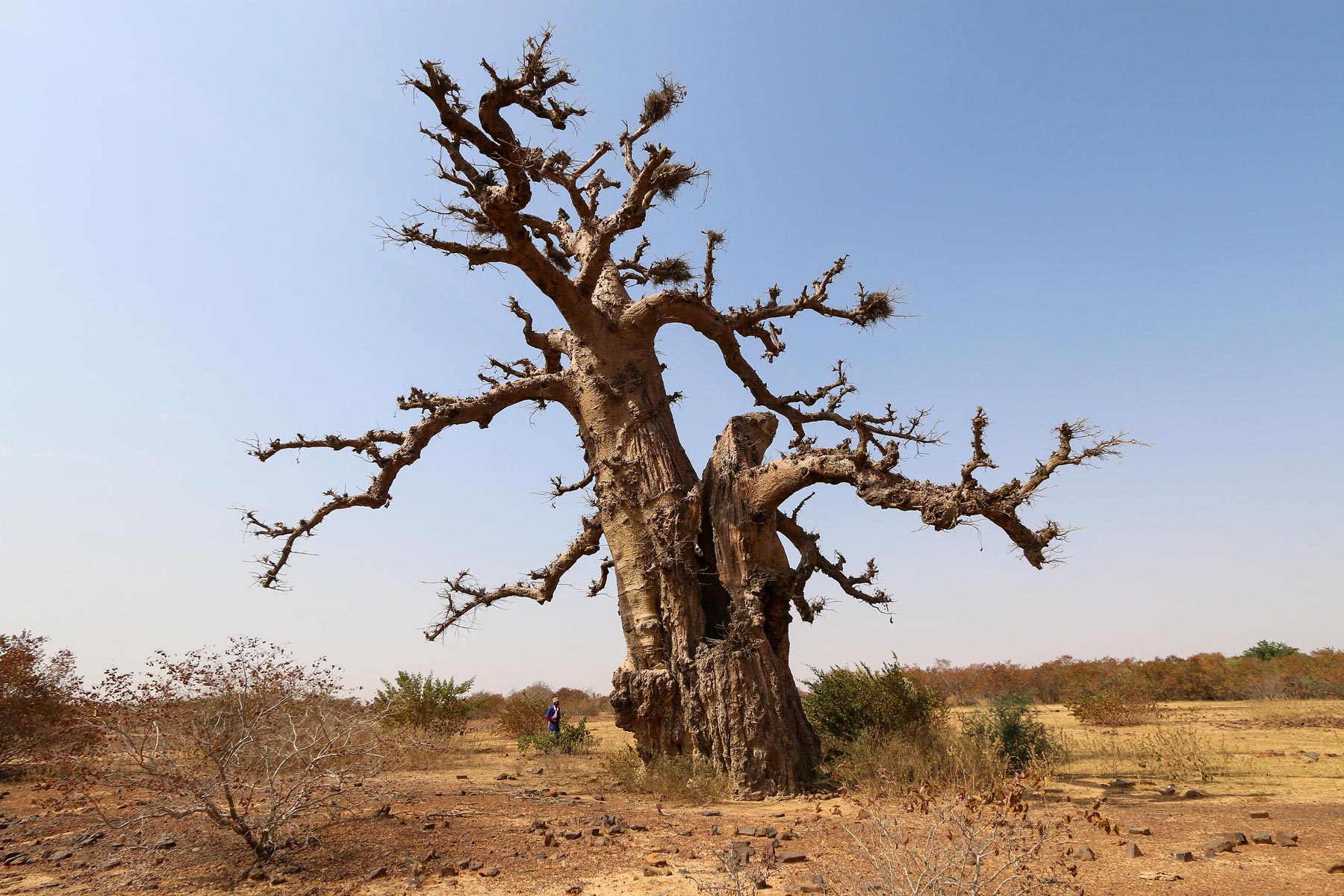 Baobab tree in the Surame Cultural Landscape, Nigeria