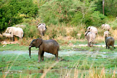 Nigeria Elefants