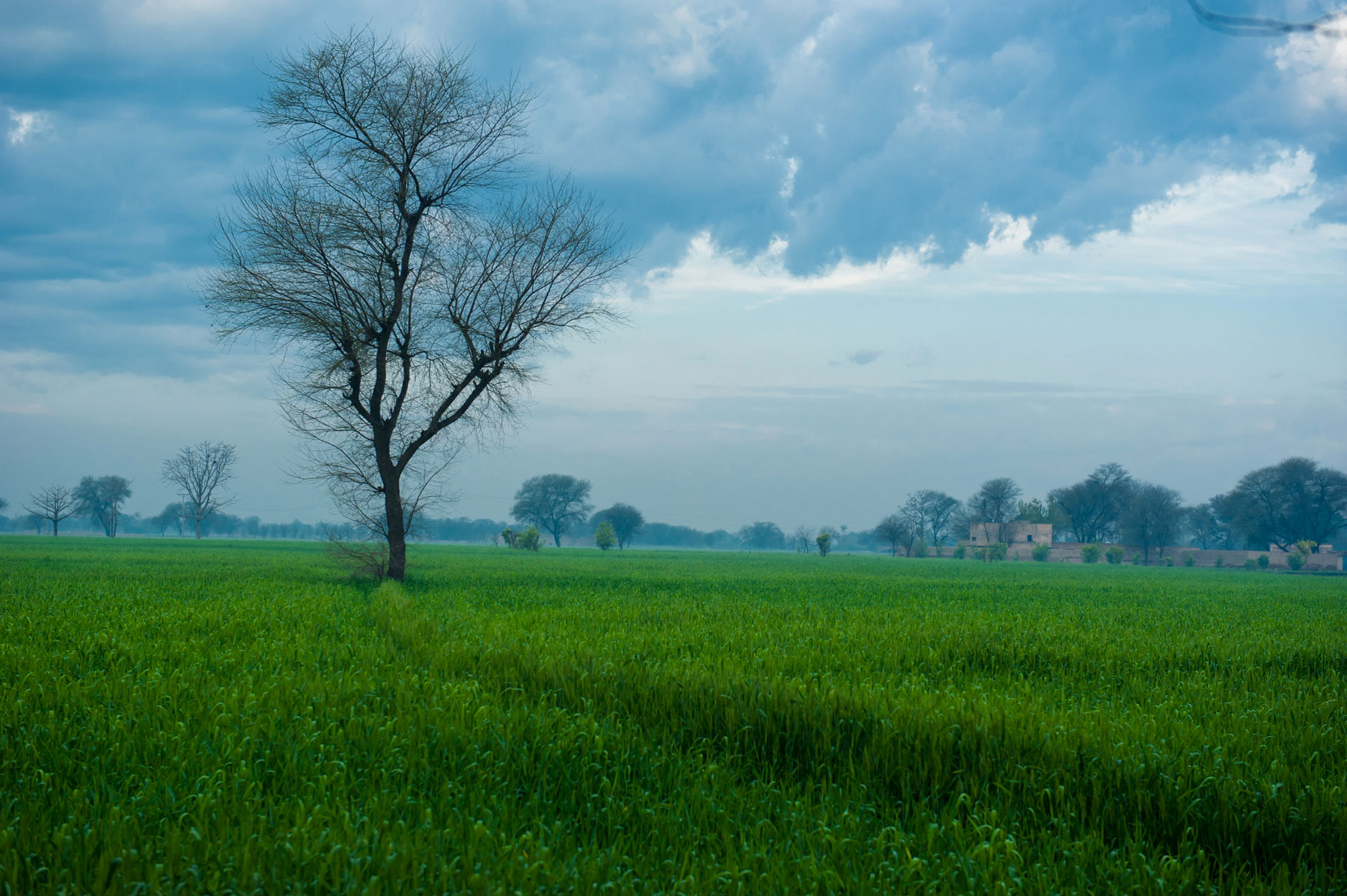 Green fields near Multan, a city located on the banks of the Chenab River in Pakistan's Punjab province