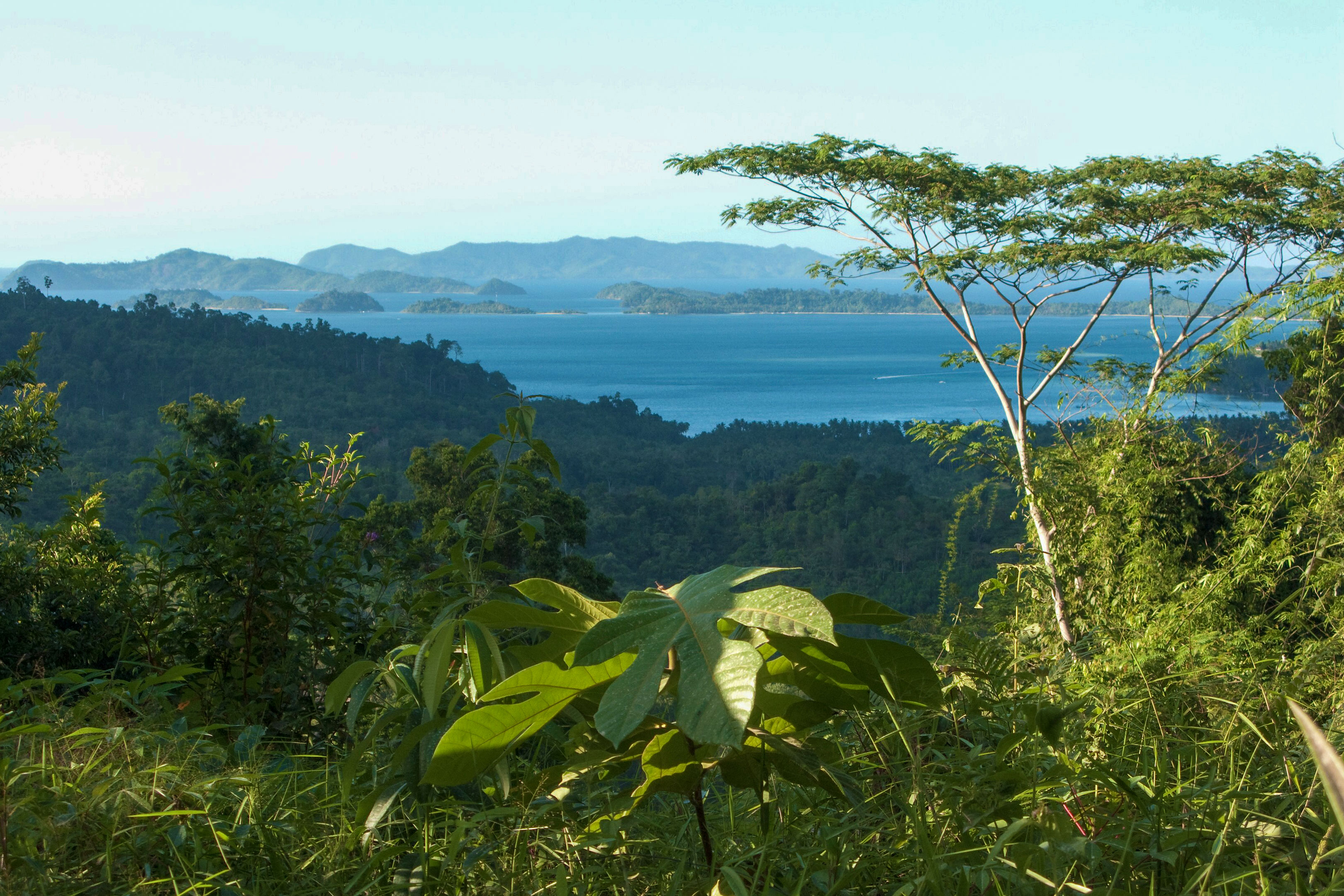 Primary rainforest, Palawan, South China Sea