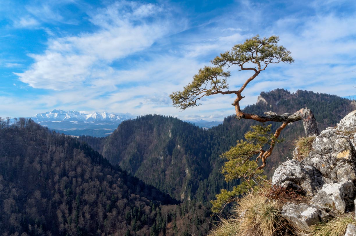 Peaks of the Tatra mountain range, seen from Sokolica mountain