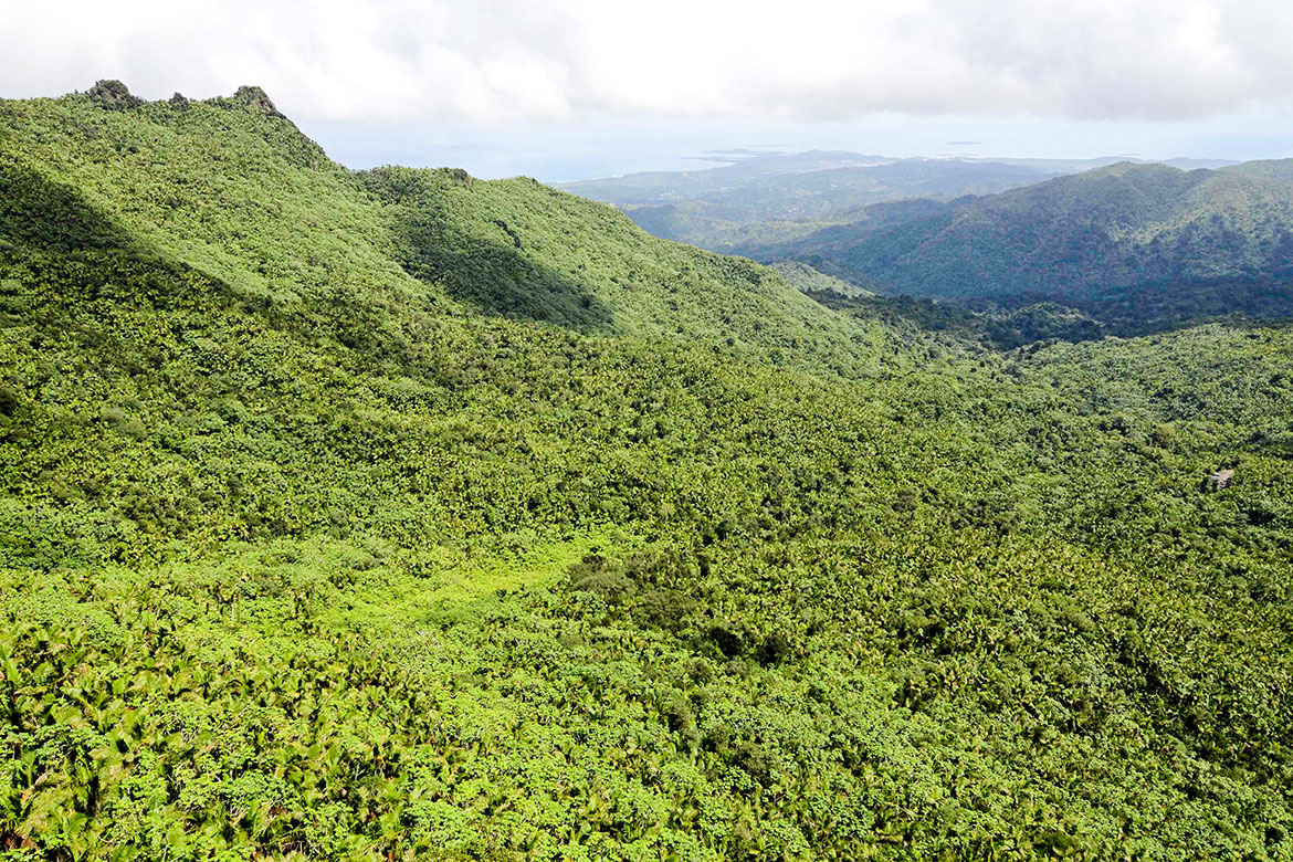 El Yunque National Forest in Puerto Rico