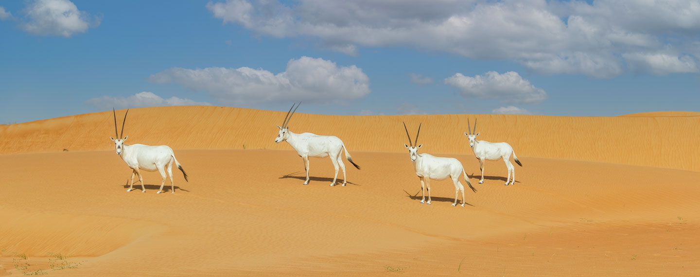 Arabian Oryx in the desert. The Oryx is the national animal of Qatar.