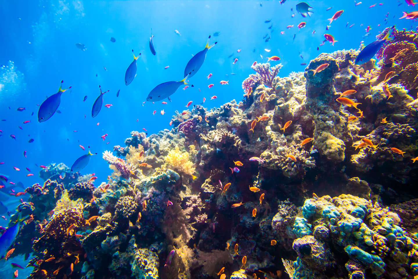 Diving in the Red Sea near Sharm el-Sheikh