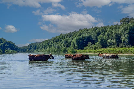 Cows crossing a river in the Danube Delta of southern Romania.