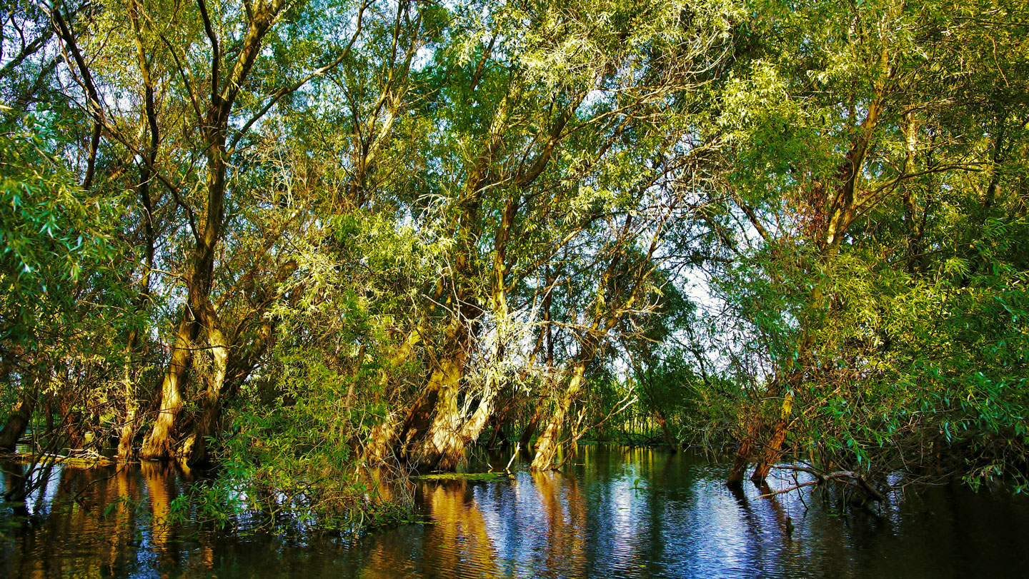 Exploring the Danube Delta, 