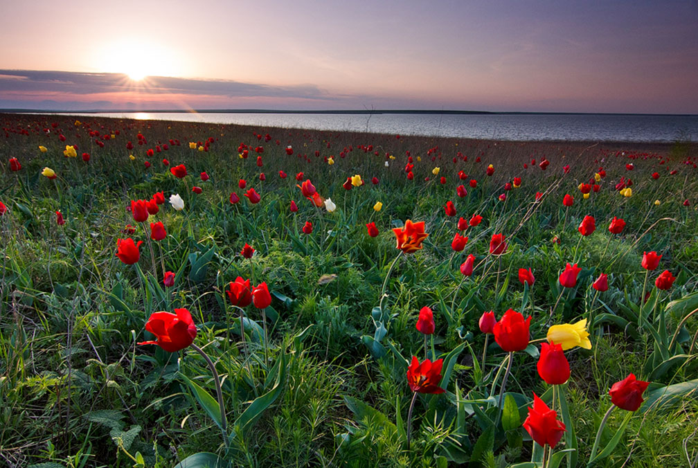 Tulip island, Kalmykia, Pontic–Caspian Steppe