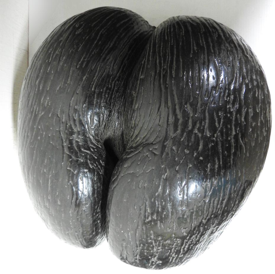 Coco de Mer seed Female Coco de Mer seed, Seychelles