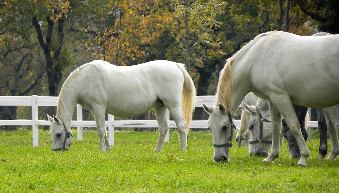 Lipizzan horses, Lipica, Sežana