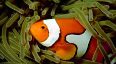 Solomon Islands - Clown Fish