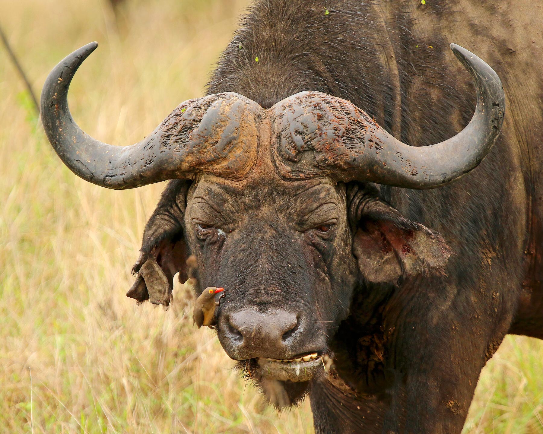 African buffalo and an Oxpecker, Game Reserve in KwaZulu-Natal