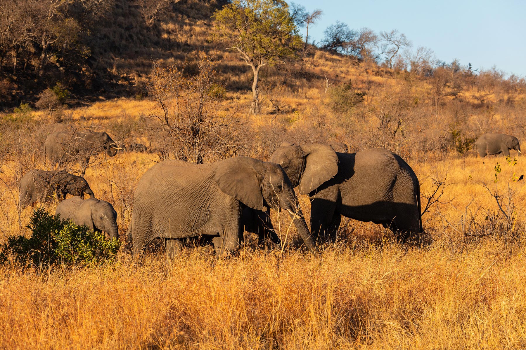 African bush elephants in Kruger National Park, Limpopo,, South Africa.