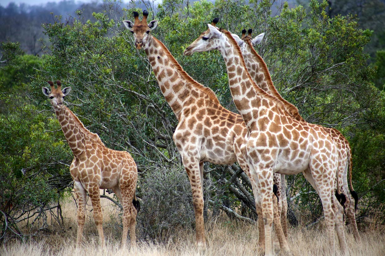 Cape giraffes in Kruger National Park in South Africa
