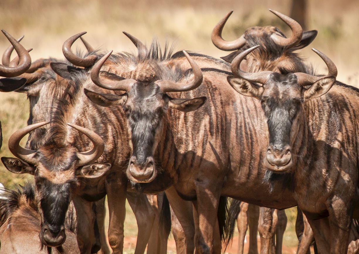 Wildebeest in Kruger National Park
