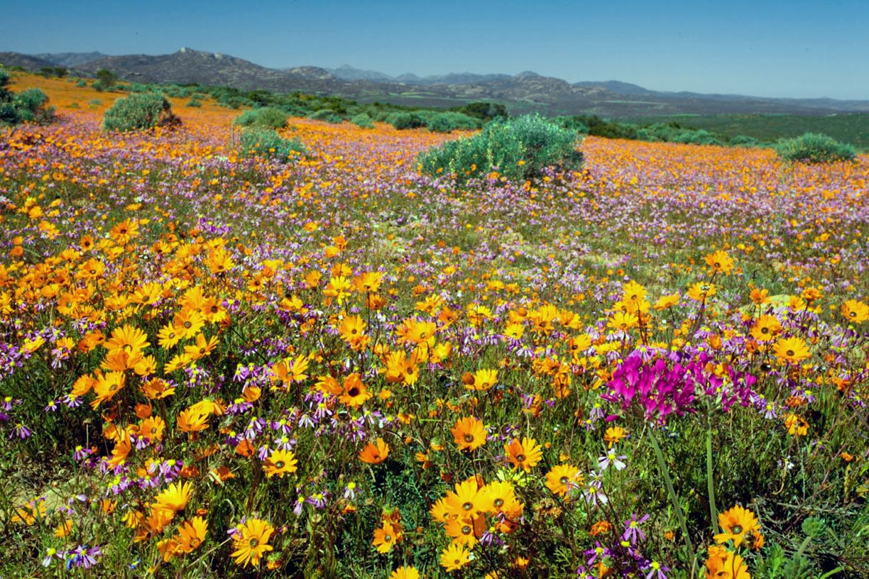 Spring flower bloom in Skilpad Wildflower Reserve, Namaqua National Park