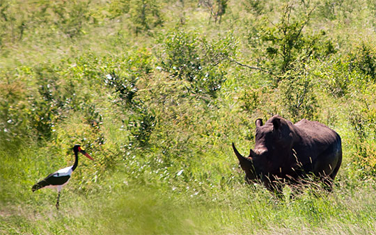 A Saddlebilled Stork and a Rhino in Kruger National Park