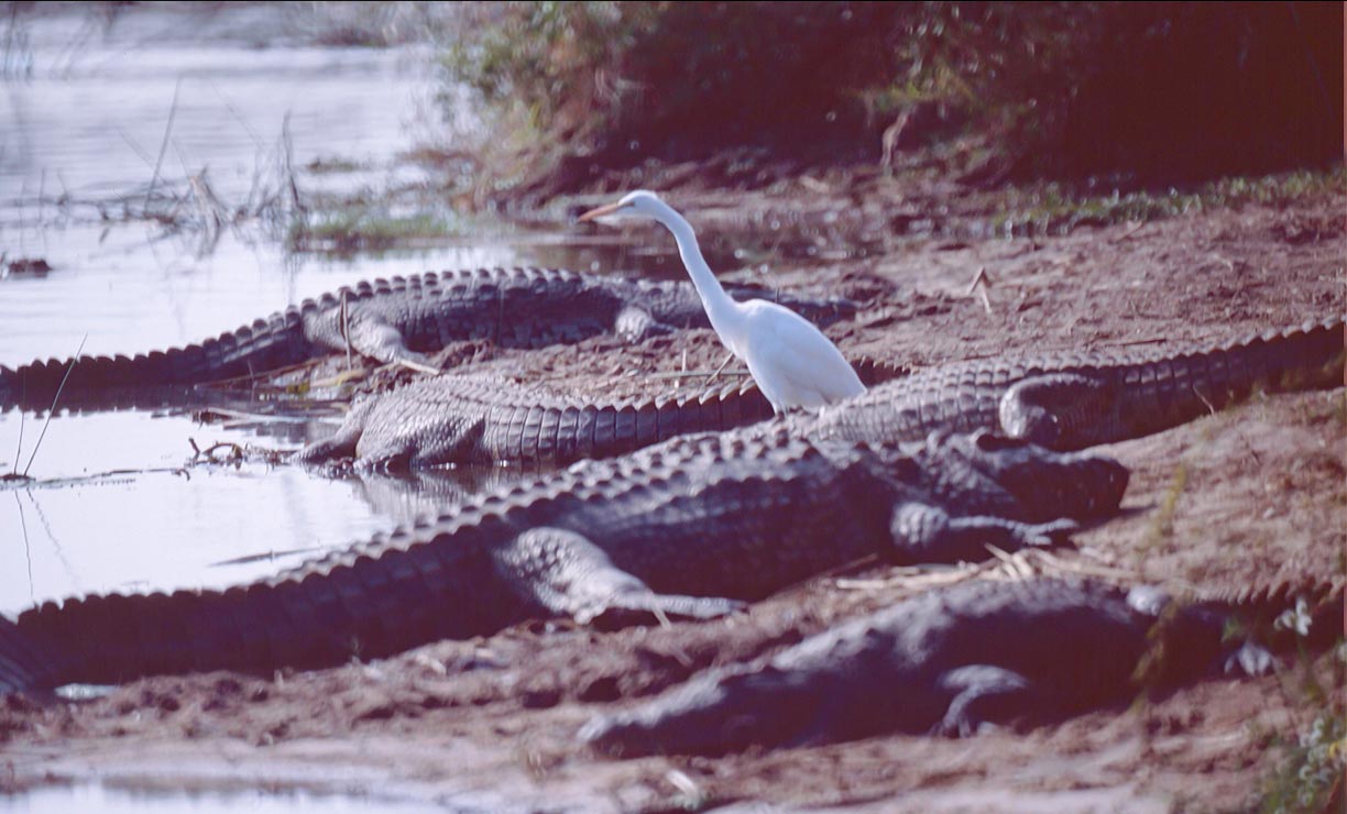 Nile crocodiles in Kruger National Park