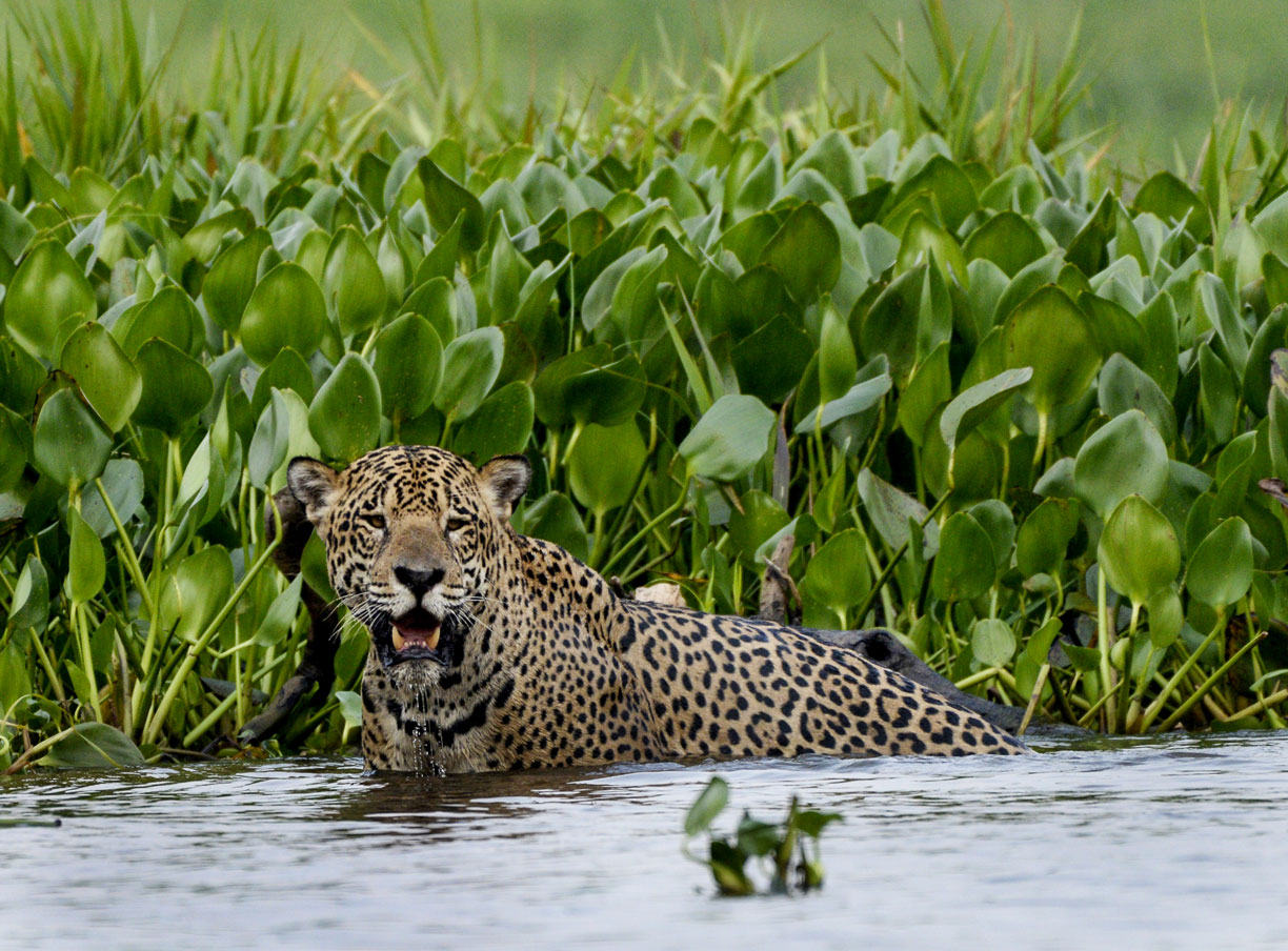 A jaguar in the northern Pantanal.
