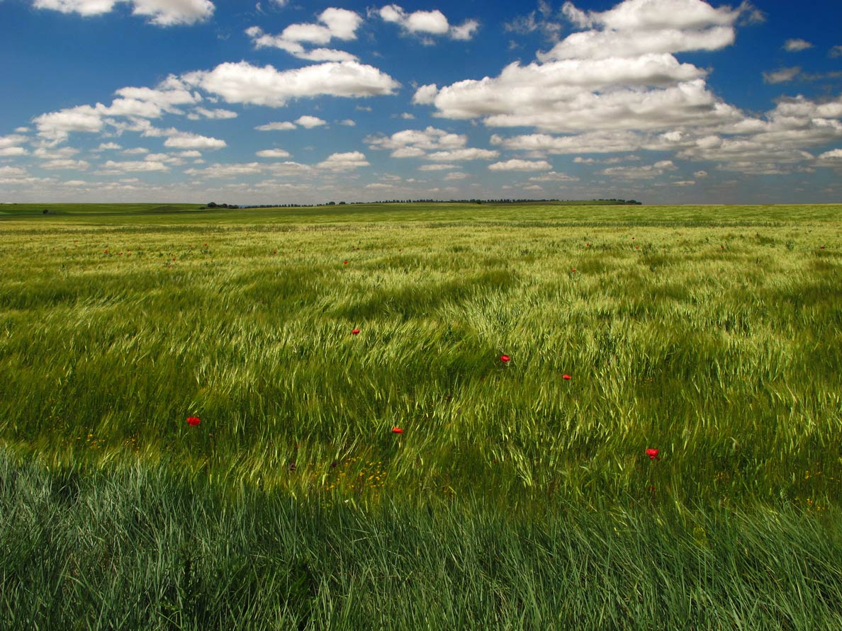 Fields near Dueñas in Palencia province, Meseta Central 
