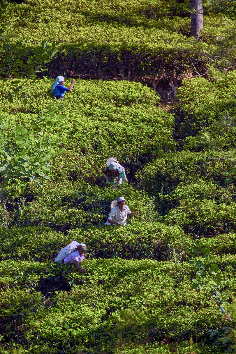 Tea plantation near Kandy in Sri Lanka