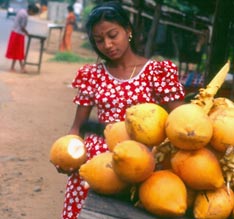 Girl selling coconuts, Sri Lanka