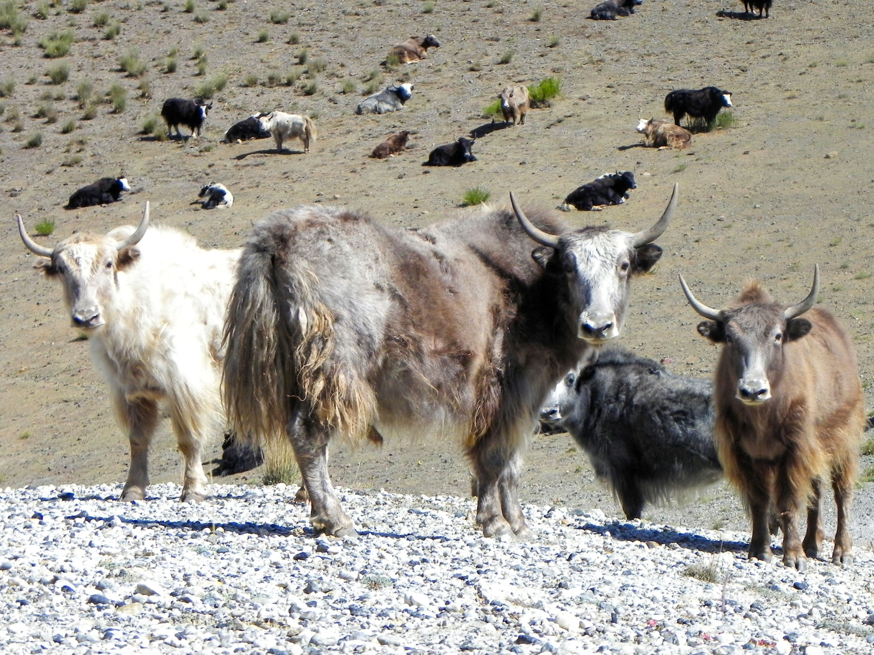 A herd of Yaks in the mountains of Tajikistan.