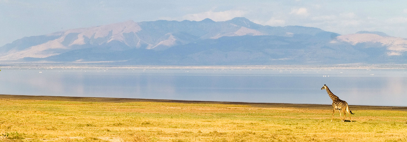 Giraffe in Lake Manyara national park, Tanzania