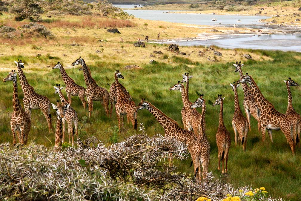 Giraffes, Arusha National Park, Tanzania