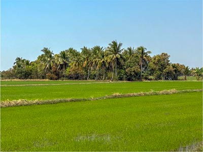 A rice field in Nakhon Ratchasima, Isan.