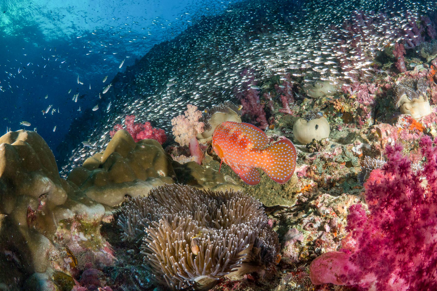 The underwater world of the Similan Islands in the Andaman Sea in Southern Thailand.